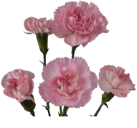 Pink Carnation Ornella Flowers