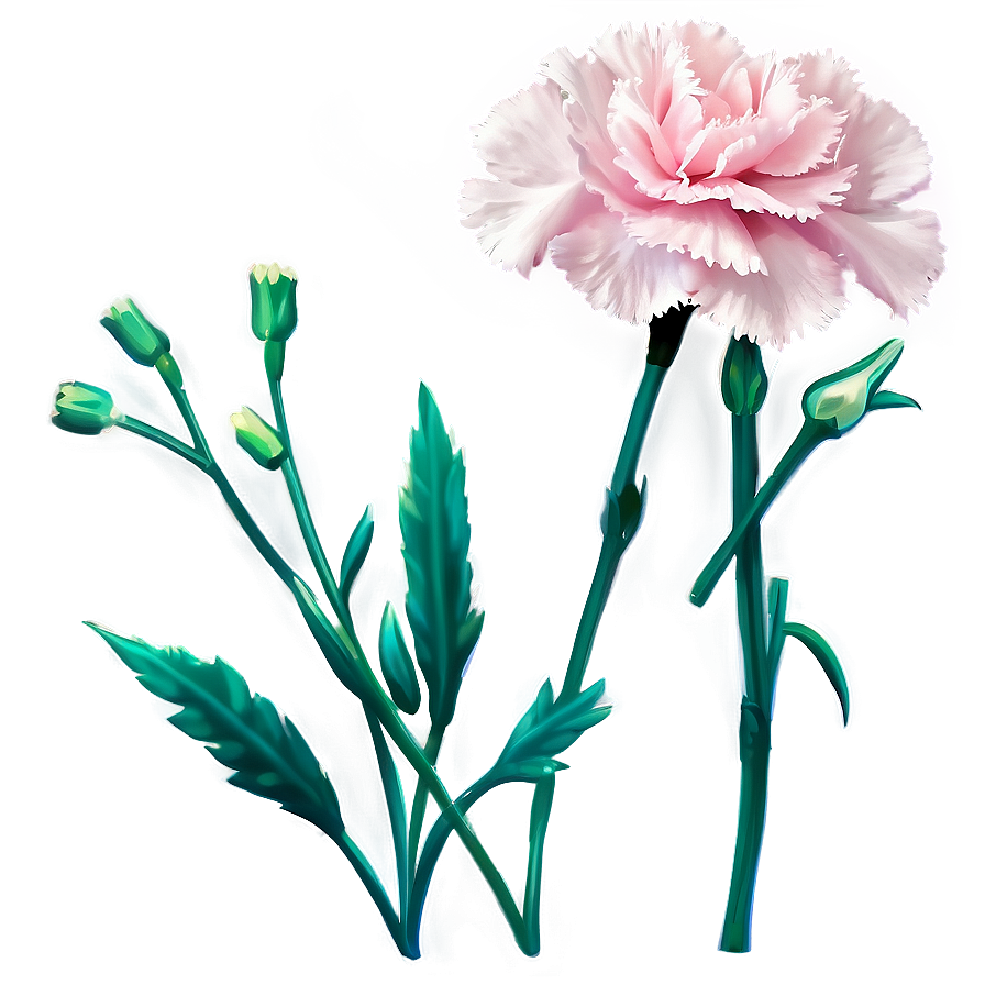 Pink Carnation Png 06112024