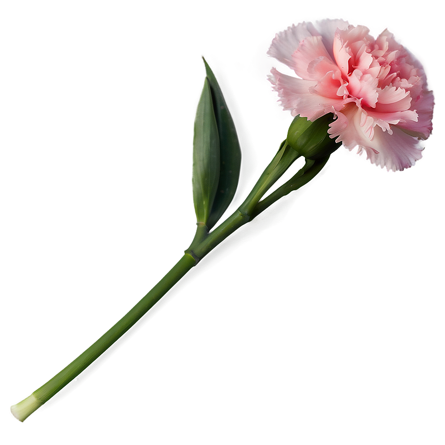 Pink Carnation Png 83