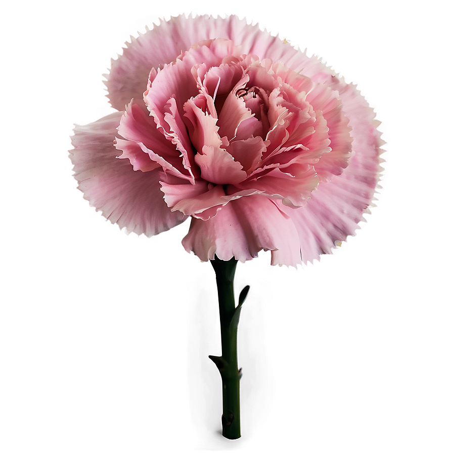 Pink Carnation Png Krm73