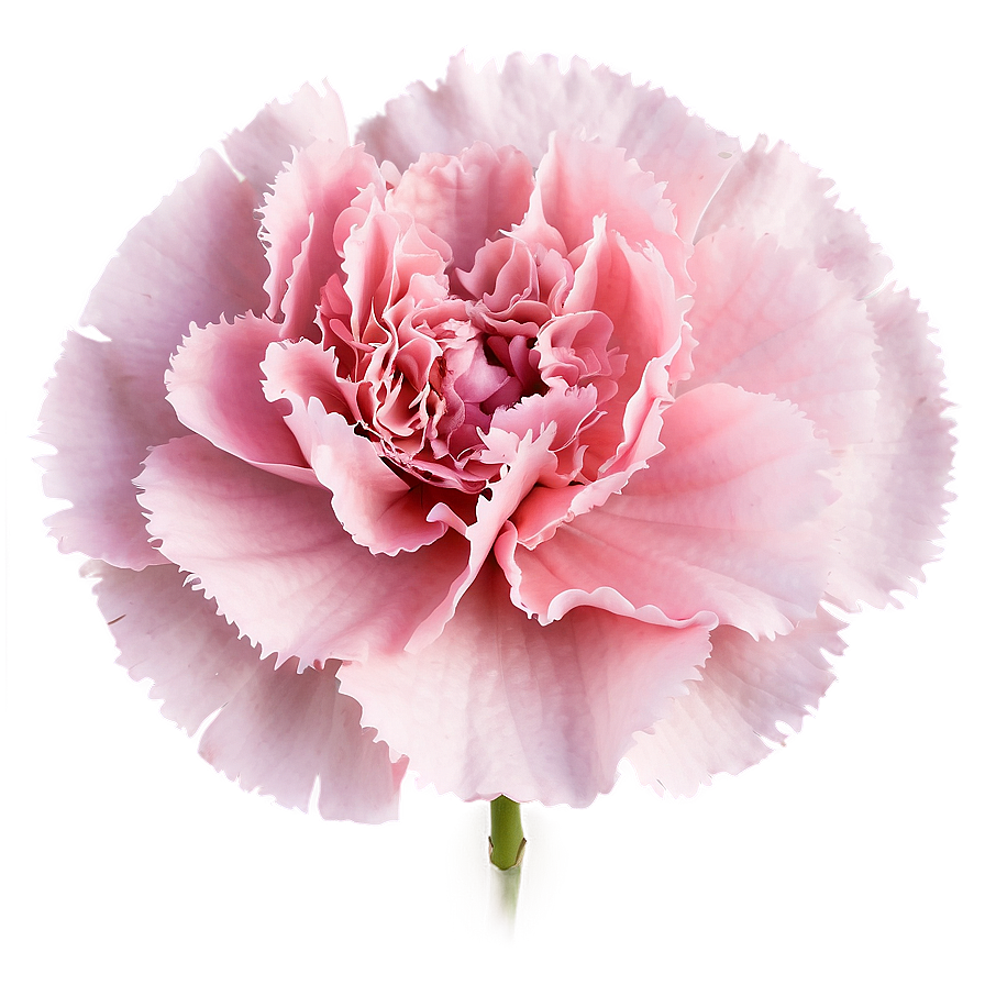 Pink Carnation Softness Png Xhn43