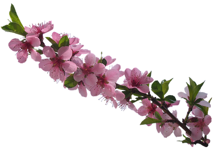 Pink Cherry Blossom Branch