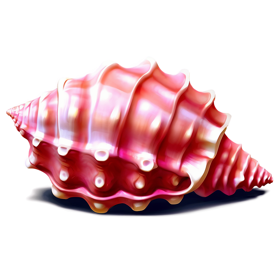 Pink Conch Shell Illustration Png 06132024