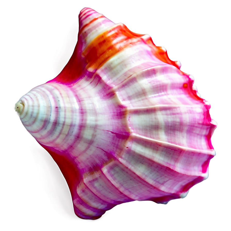 Pink Conch Shell Illustration Png 81