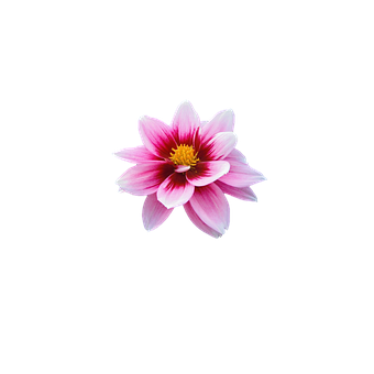 Pink Dahlia Black Background