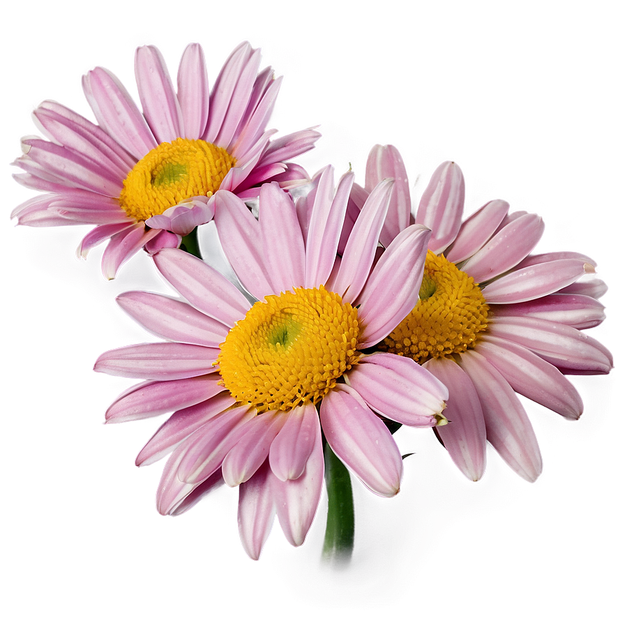 Pink Daisies Cluster Png 06122024