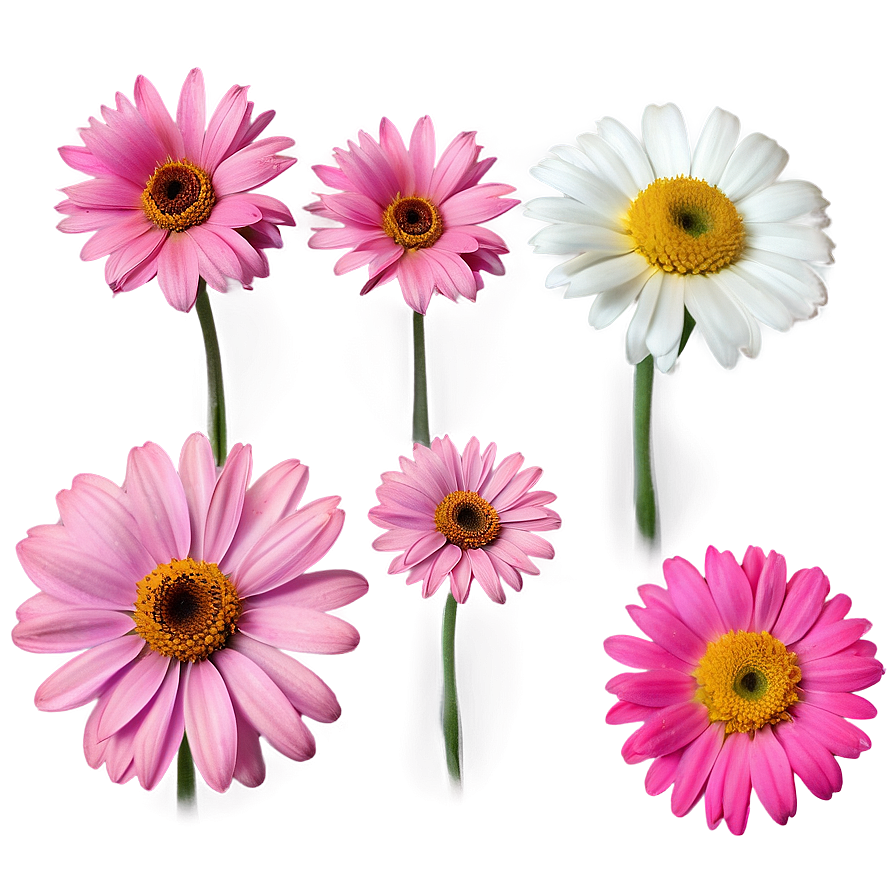 Pink Daisies Cluster Png 18