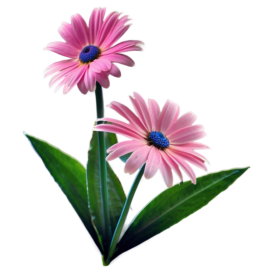 Pink Daisies Cluster Png Xir