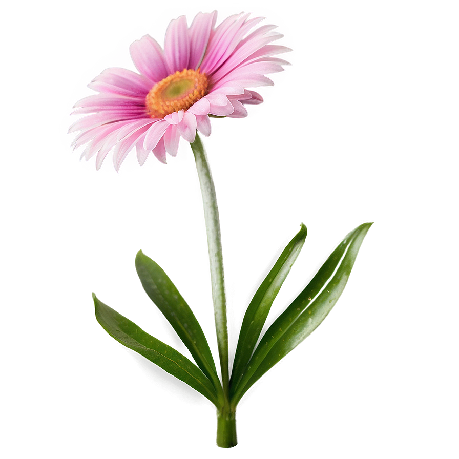 Pink Daisy Bloom Png 13