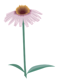 Pink Daisy Illustration