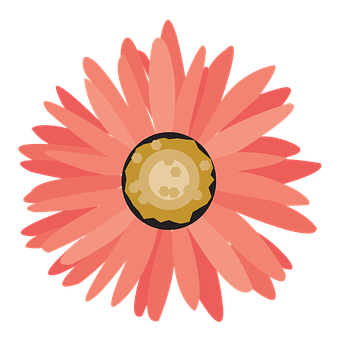 Pink Daisy Illustration