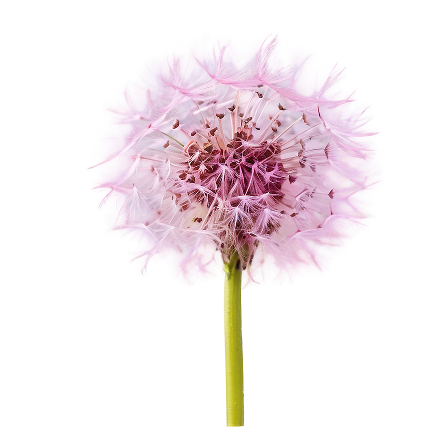 Pink Dandelion Png 06292024