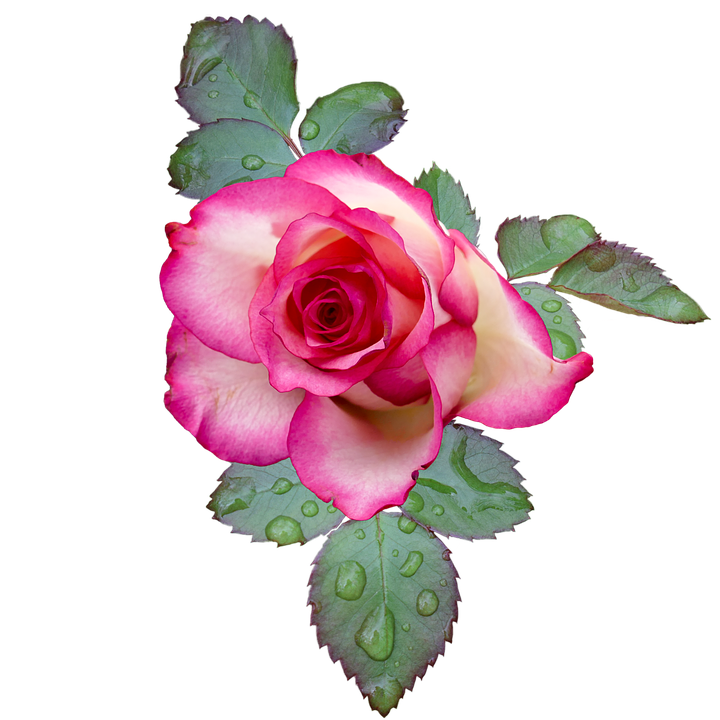 Pink Edged Rosewith Dewdrops.png