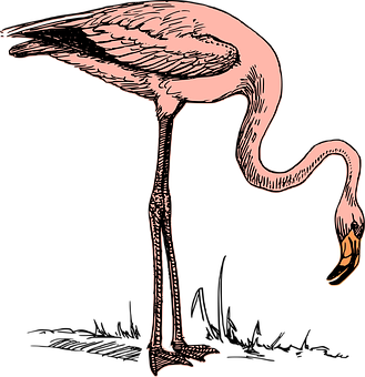 Pink Flamingo Illustration