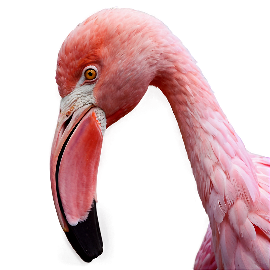 Pink Flamingo Sticker Png 73