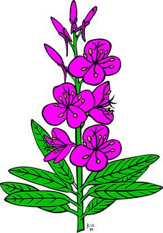 Pink Floral Illustrationon Black Background