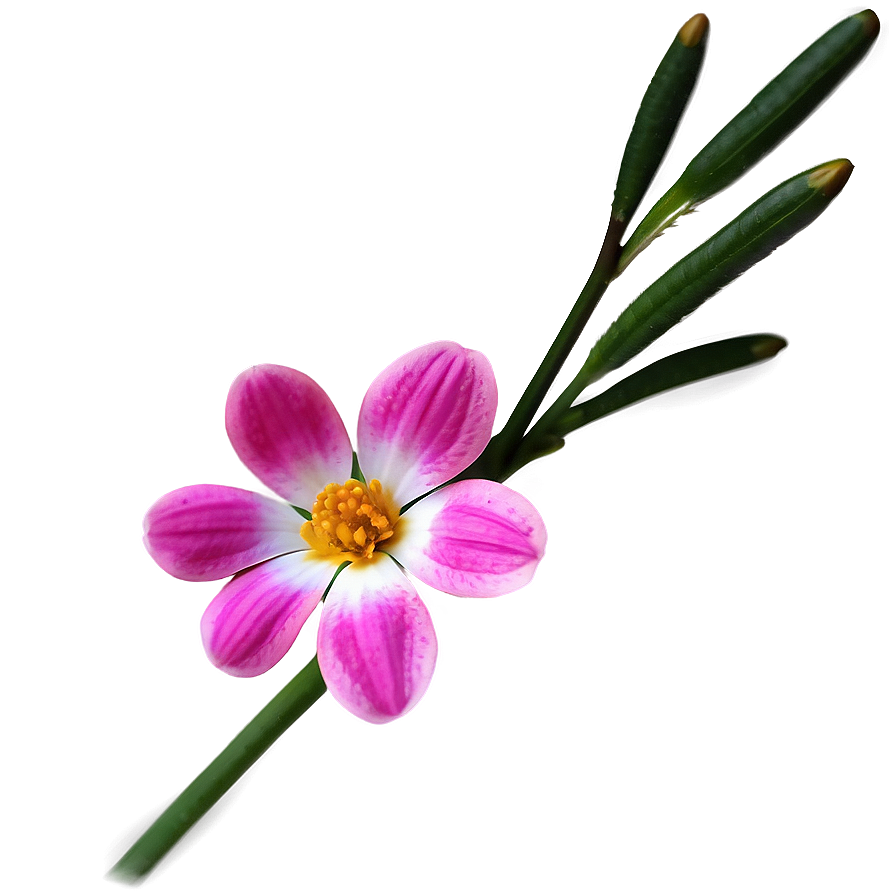 Pink Flower Close-up Png 83