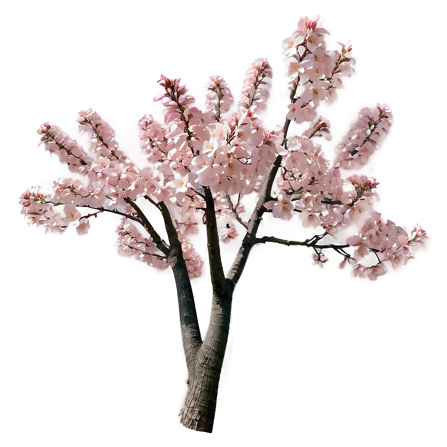 Pink Flowering Tree Png Axu52