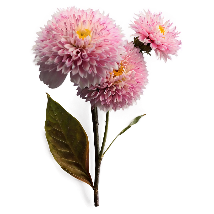 Pink Flowers Cluster Png Bkq