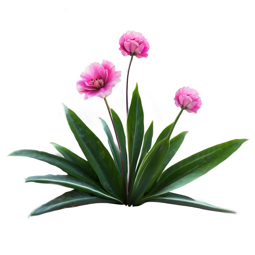 Pink Flowers Isolated Png Qdq16