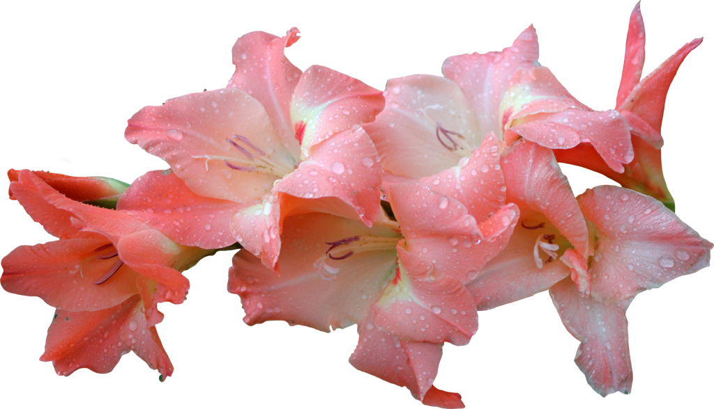 Pink Gladioluswith Water Droplets