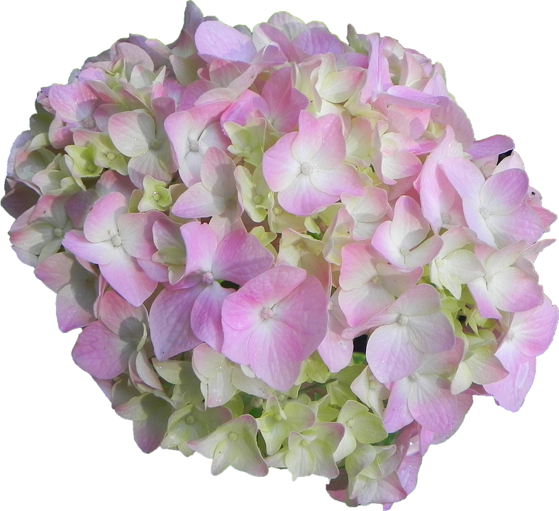 Pink Green Hydrangea Bloom