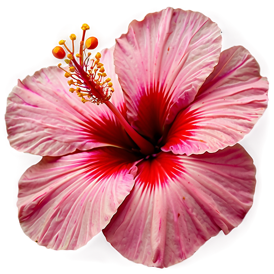 Pink Hibiscus Png 05232024