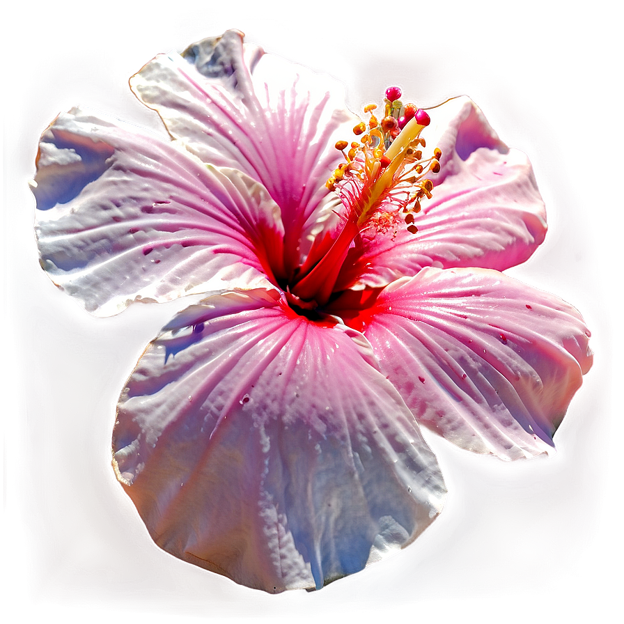 Pink Hibiscus Png Axr46