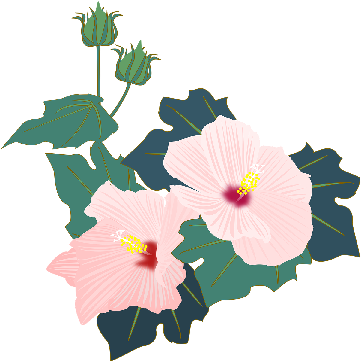 Pink Hibiscus Vector Illustration