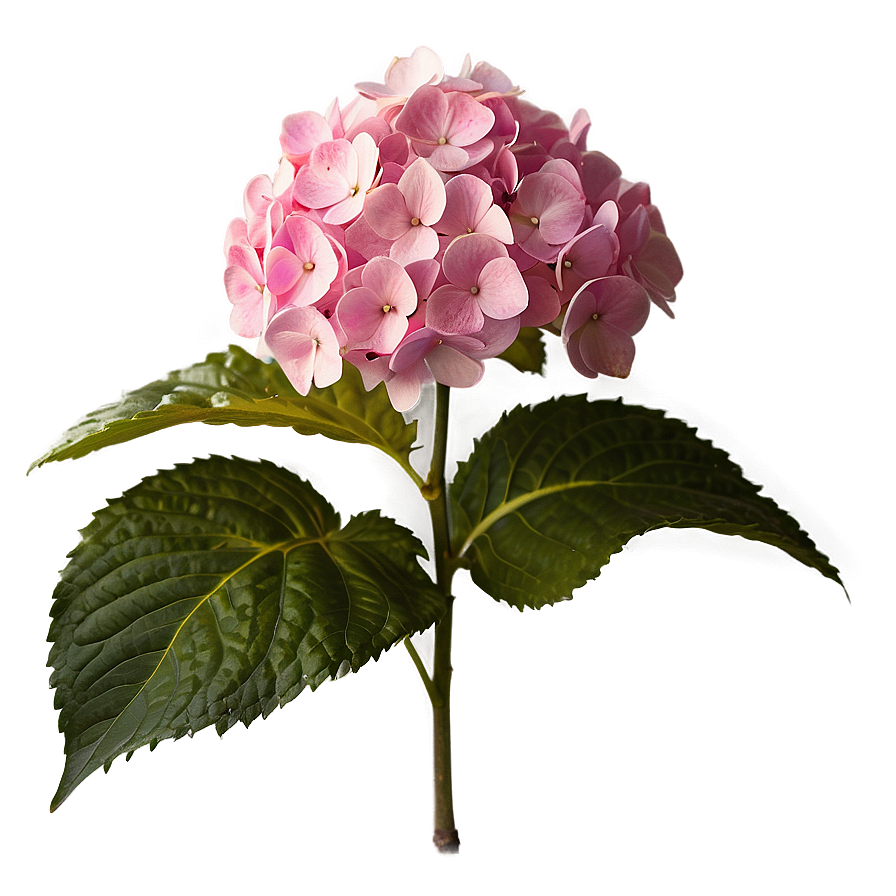 Pink Hydrangea Png Mva