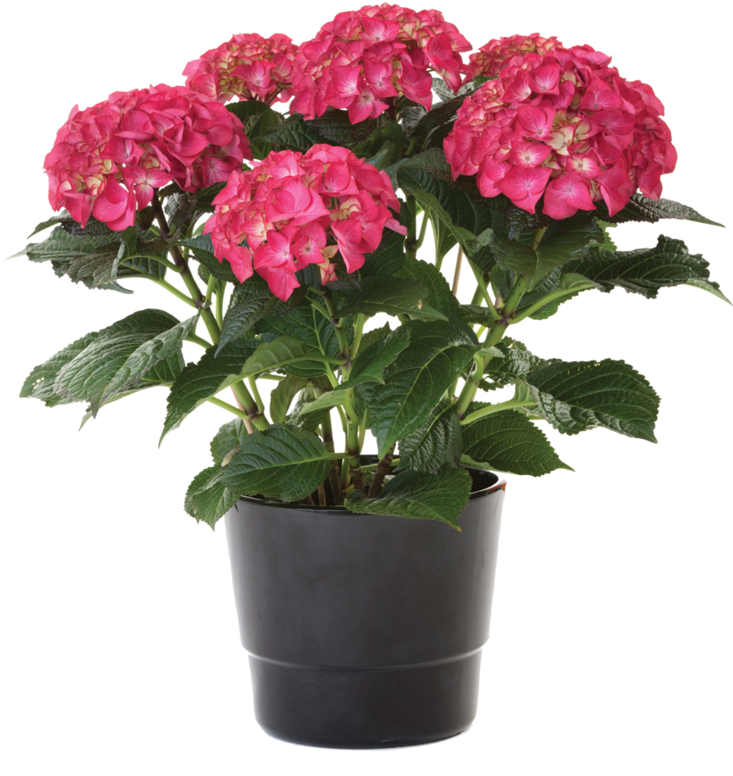 Pink Hydrangeain Pot