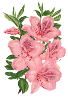 Pink Lily Bouquet Illustration