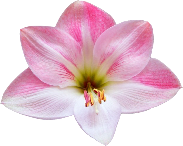 Pink Lily Flower Isolated Background