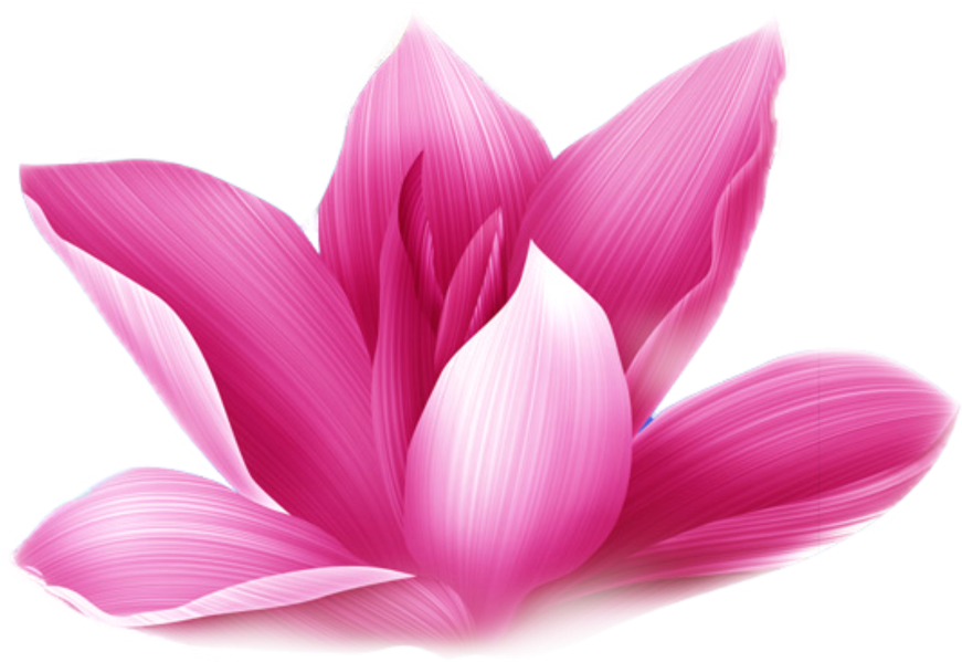 Pink Lotus Blossom Transparent Background