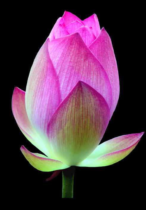 Pink Lotus Bud Black Background