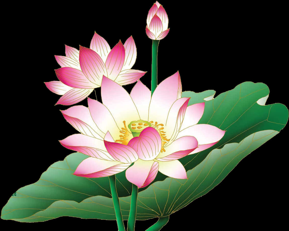 Pink_ Lotus_ Flower_ Illustration