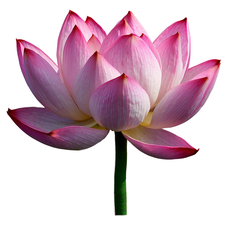 Pink Lotus Flower Png 31