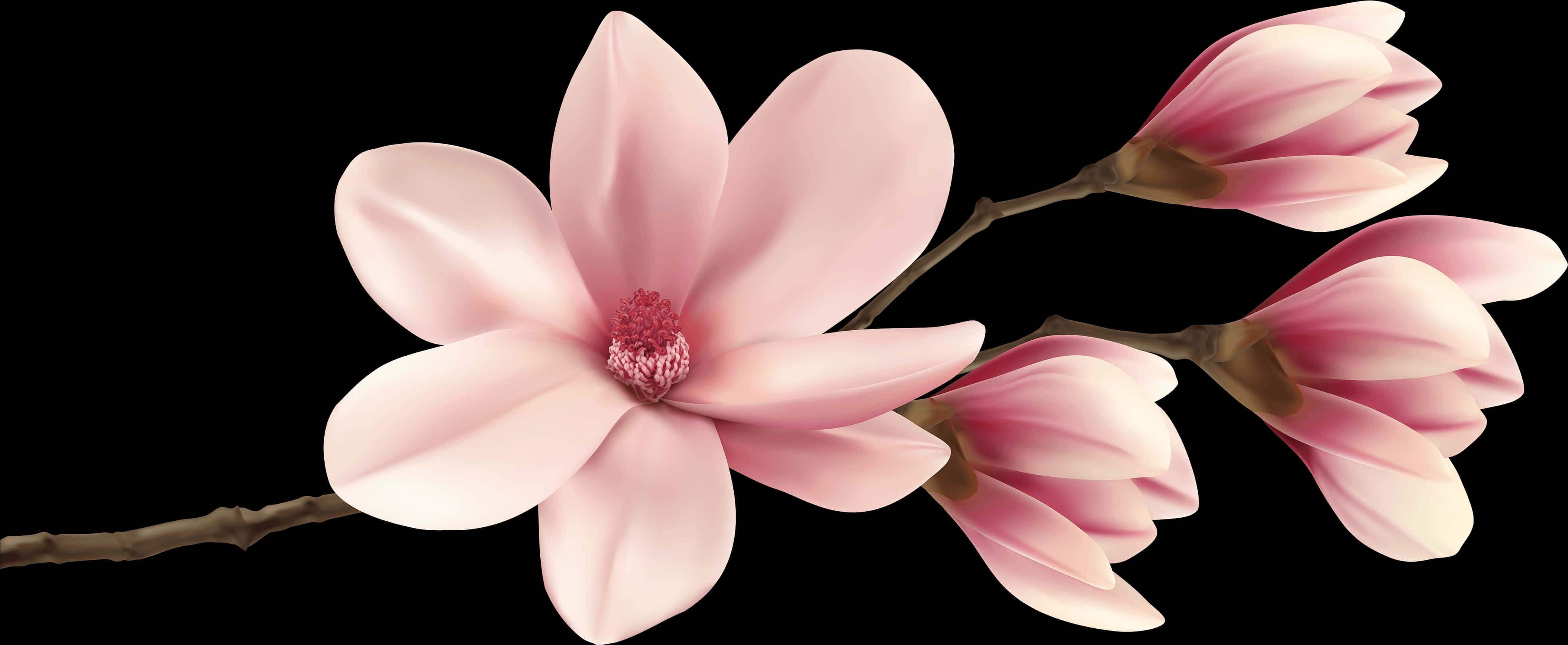 Pink Magnolia Blossom Branch