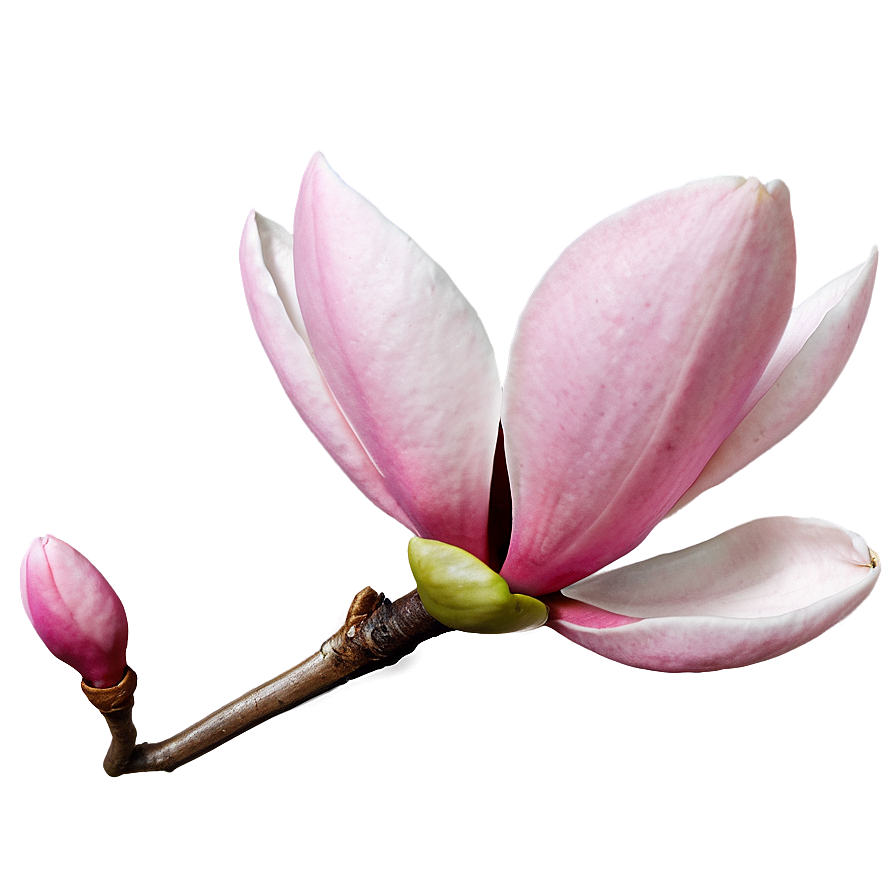 Pink Magnolia Close-up Png Rrh