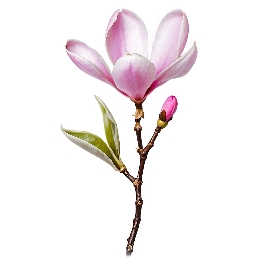 Pink Magnolia Flower Design Png Red92