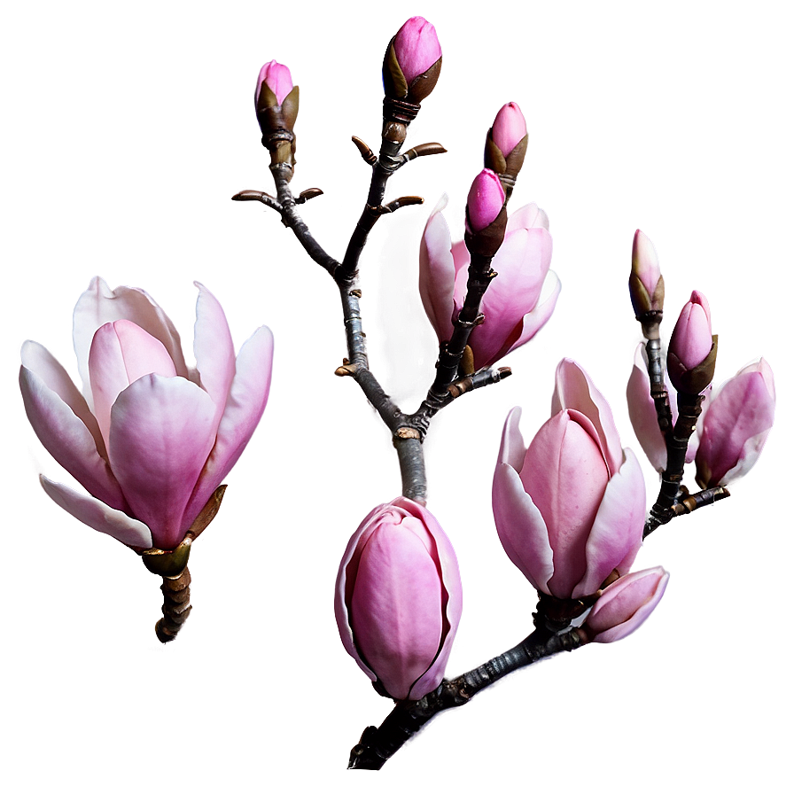 Pink Magnolia Splendor Png 05242024