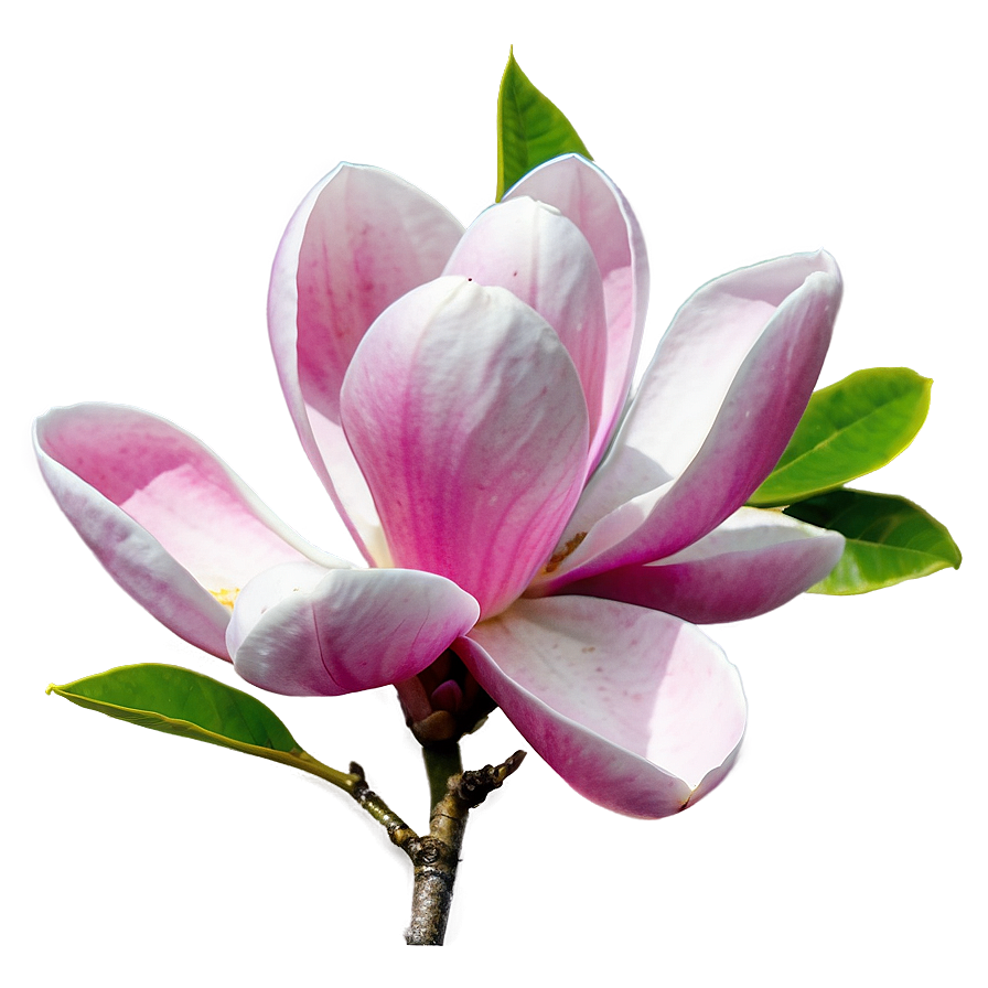 Pink Magnolia Splendor Png 35