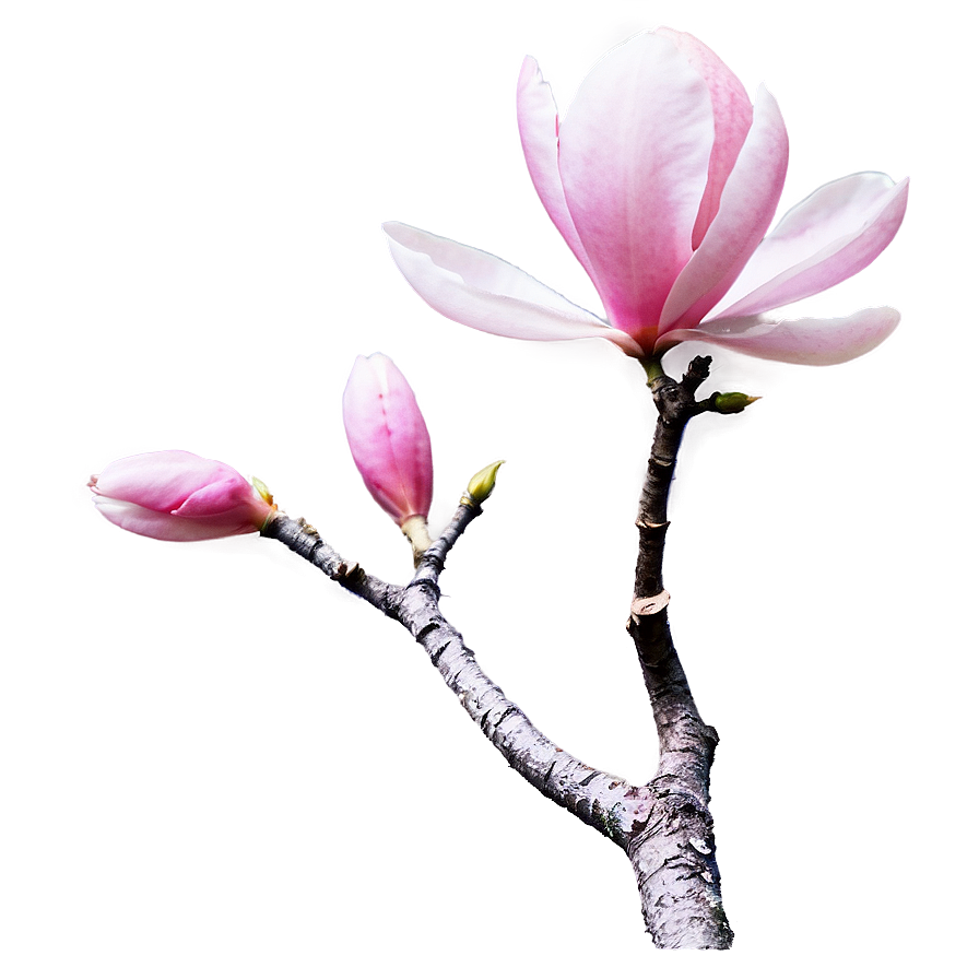 Pink Magnolia Tree Blossom Png Yfi