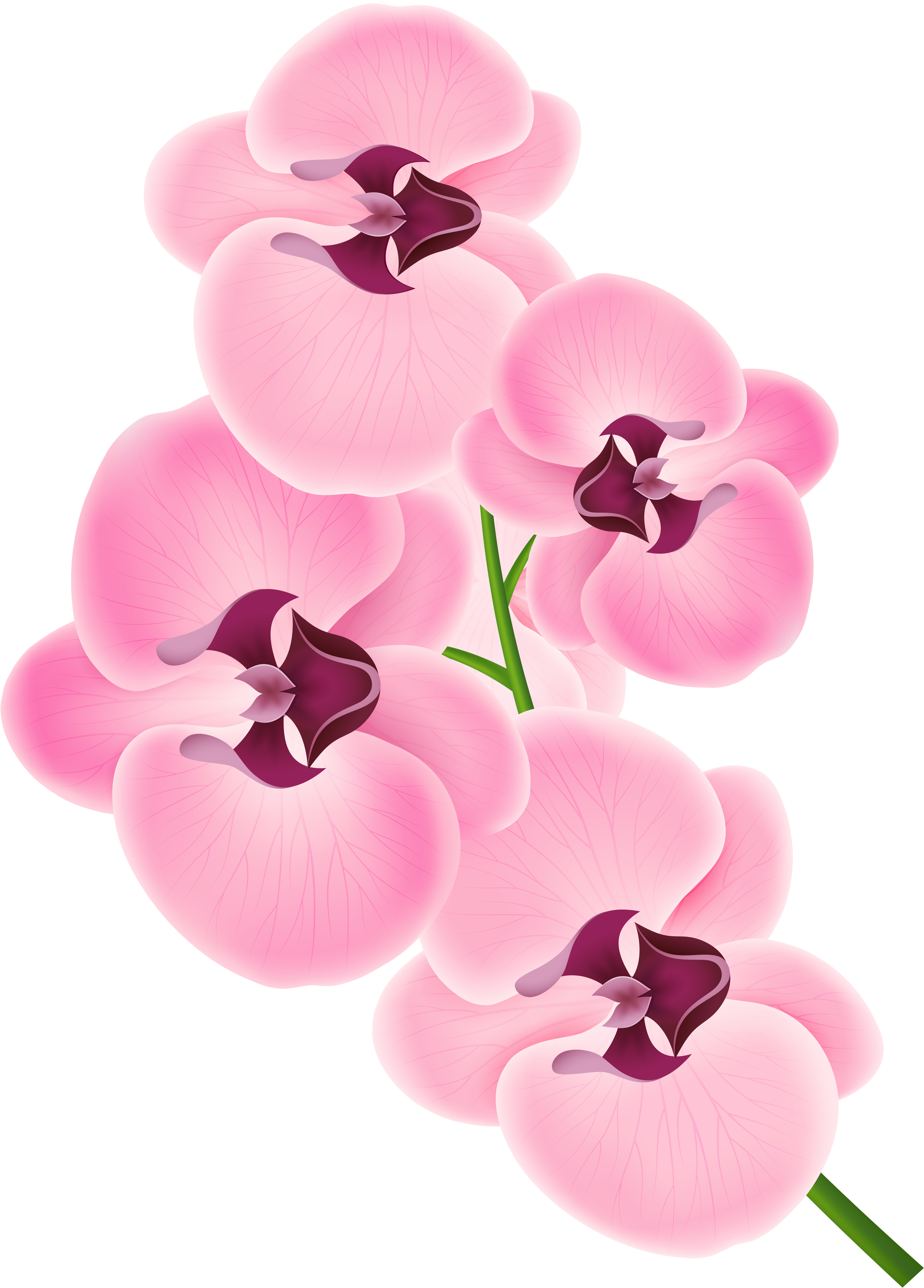 Pink Orchid Blossoms Vector