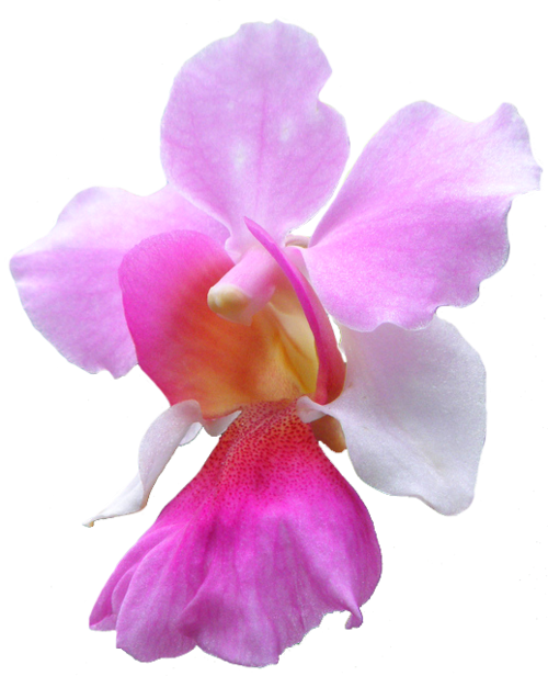 Pink Orchid Flower Isolated Background