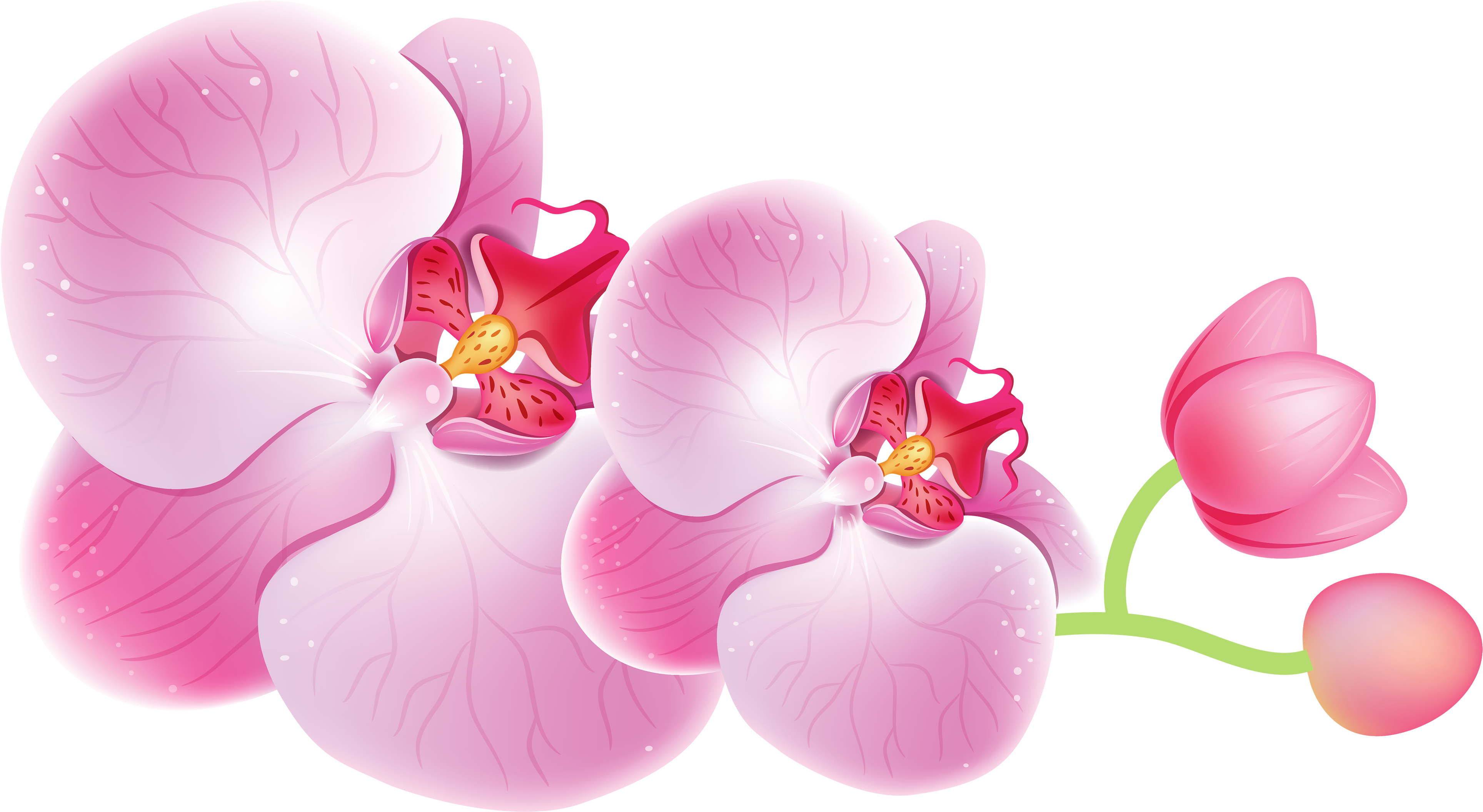 Pink Orchid Illustration