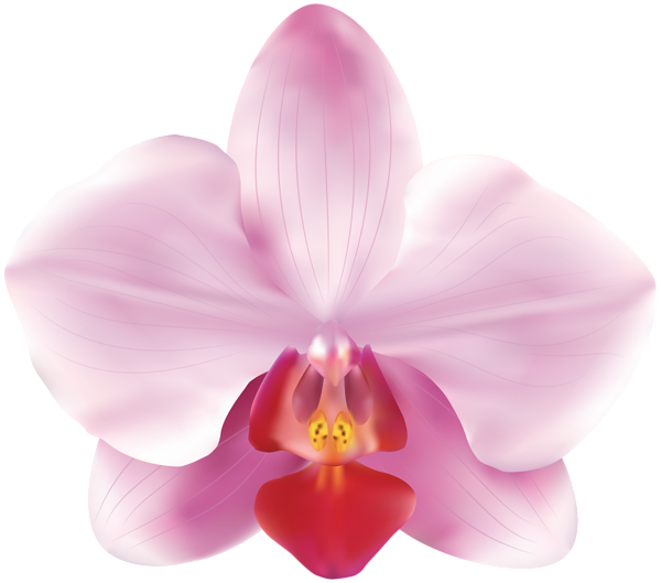 Pink Orchid Illustration