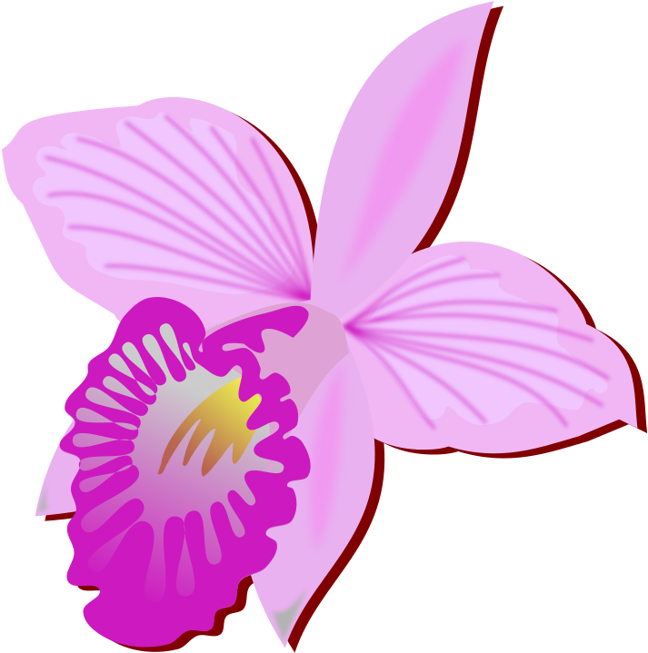 Pink Orchid Illustration