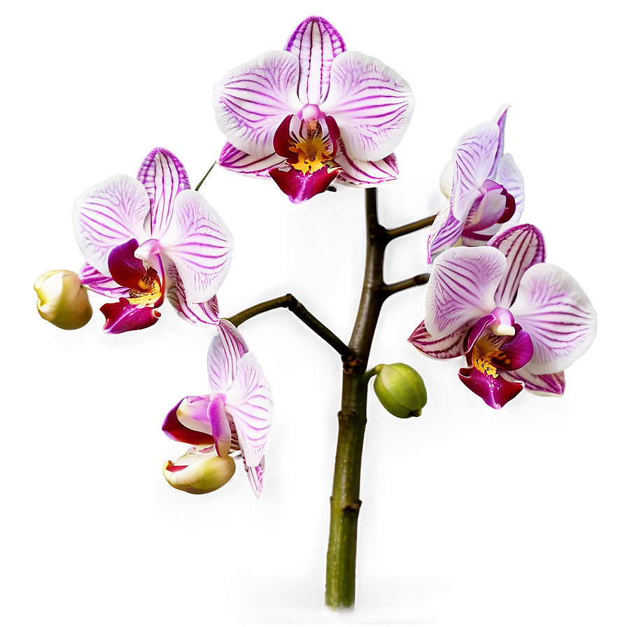 Pink Orchids Png 05242024