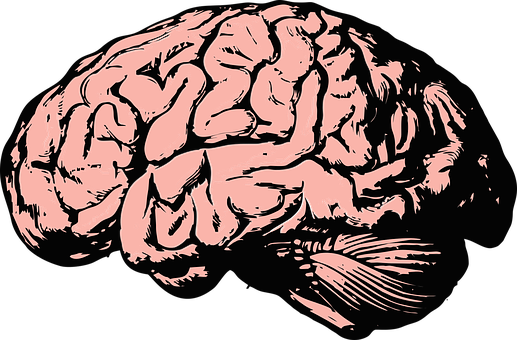 Pink Outlined Brain Illustration